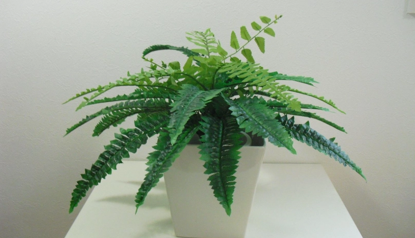 淨化空氣植物