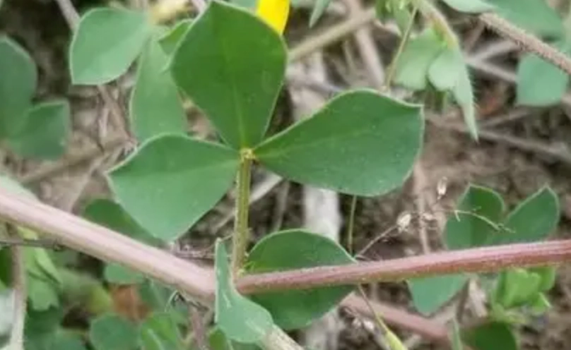 常見網狀脈植物