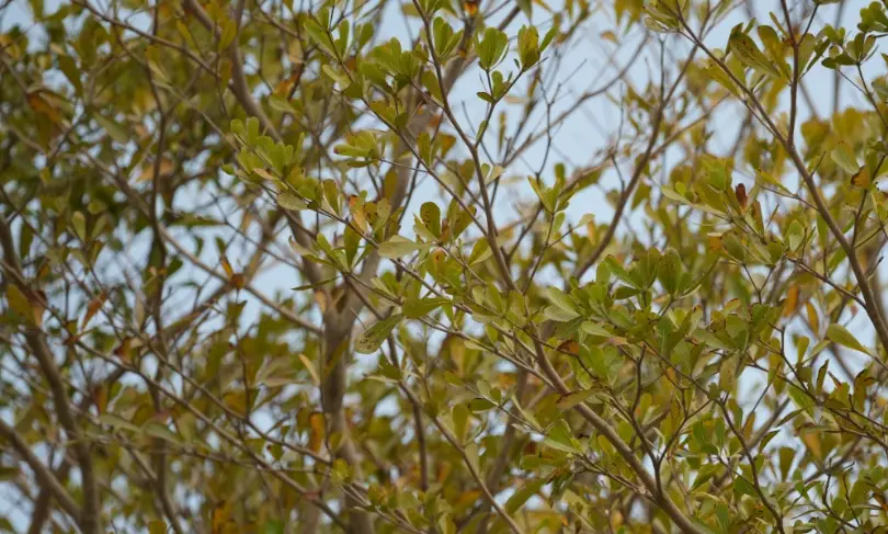 小葉欖仁澆水頻率