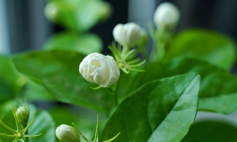 茉莉花不開花