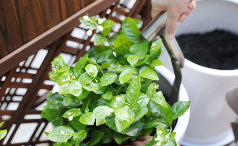 茉莉花怎麼種