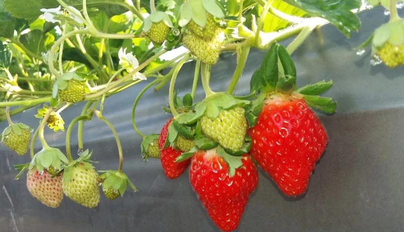 公主草莓園 採草莓 公主草莓園 採草莓