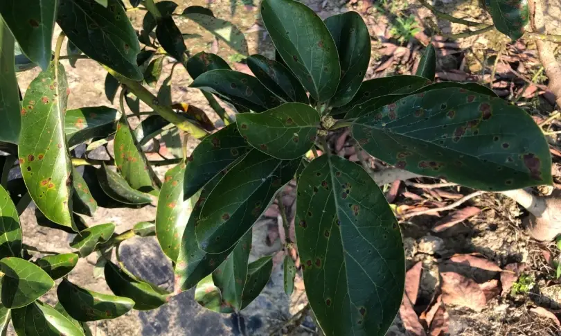 酪梨黑斑病 酪梨黑斑病