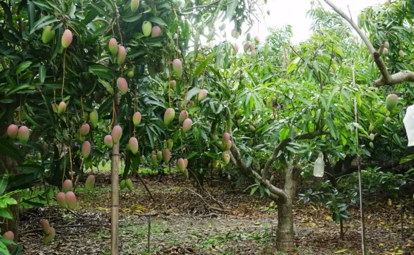 矮化芒果樹好處