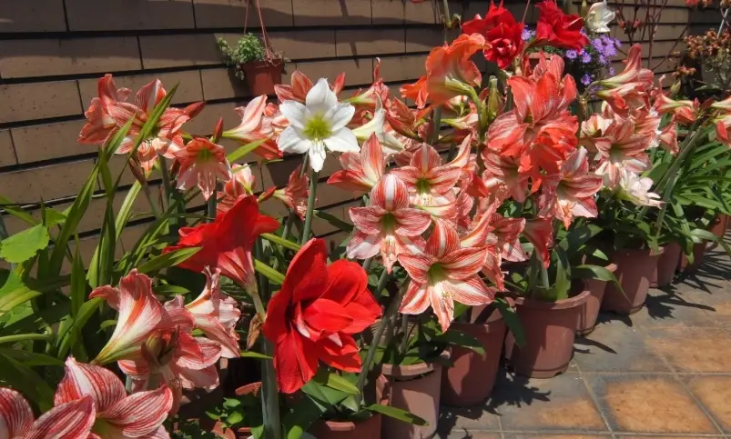 孤挺花果实栽培