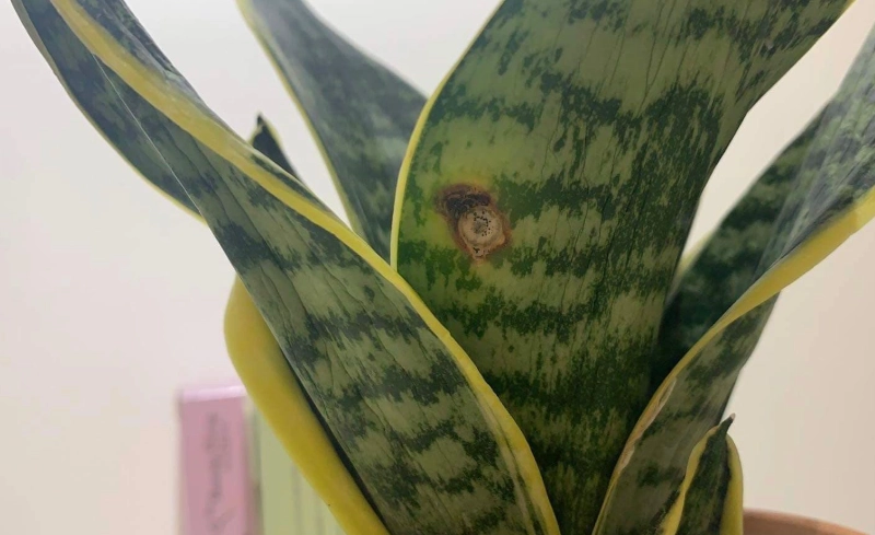 虎尾蘭爛根處理