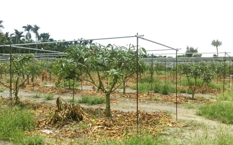 芒果樹矮化修剪