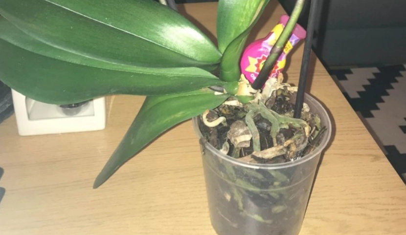 花梗繁殖方法 花梗繁殖方法