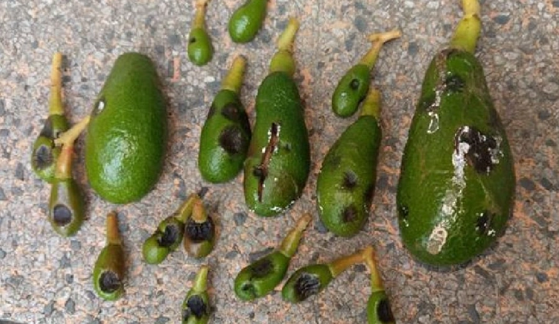 酪梨炭疽病 酪梨炭疽病