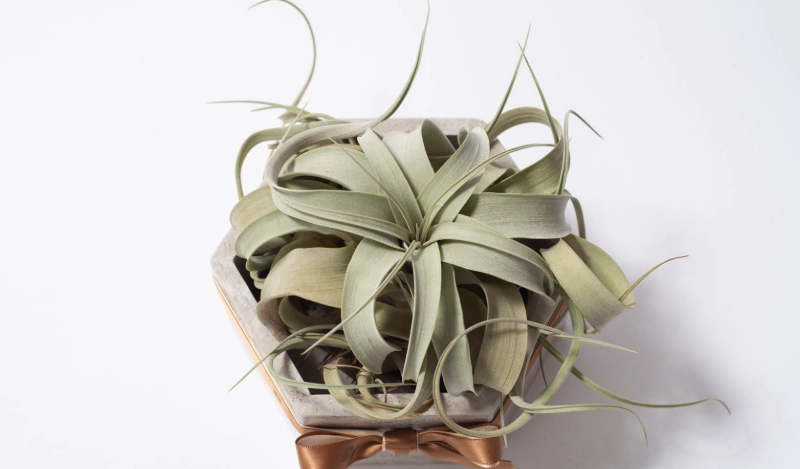 空氣草 種植方法