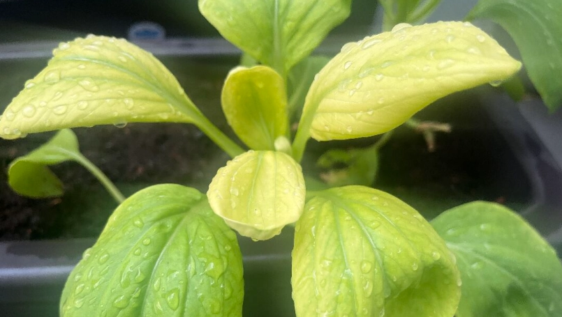 防止蔬菜變黃技巧