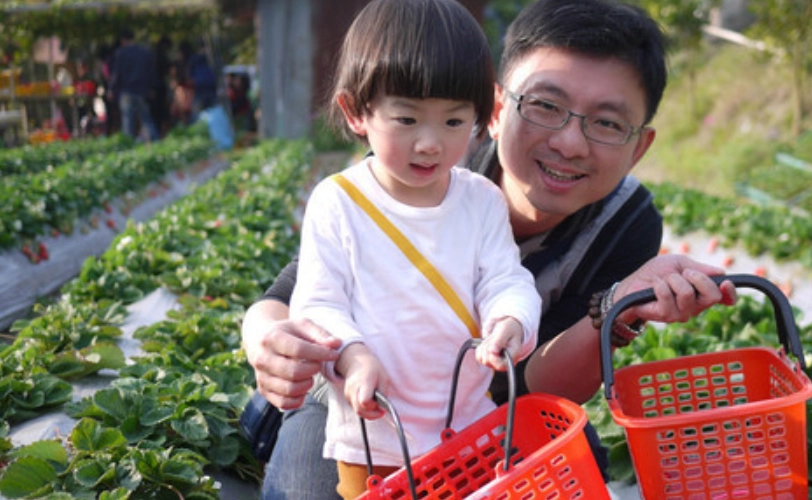 苗栗草莓園 推薦 苗栗草莓園 推薦