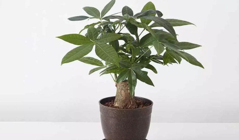 發財樹品種介紹