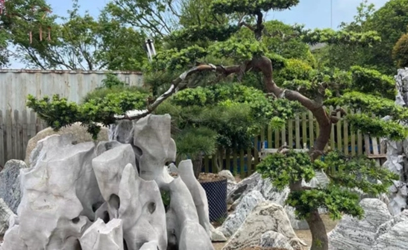 羅漢松修剪技巧