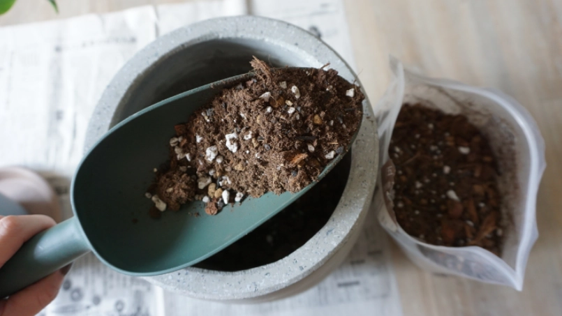 龜背芋 介質 配土