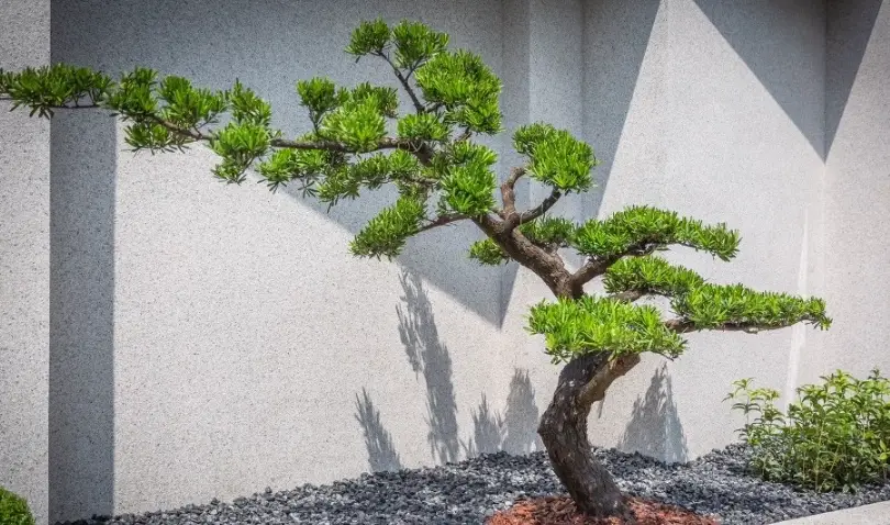 羅漢松矮化全攻略：從原理到實作，打造你的迷你庭園