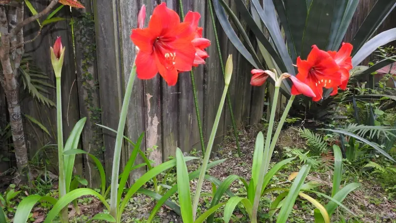 孤挺花授粉技巧