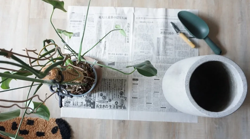 龜背芋 專用土 哪裡買