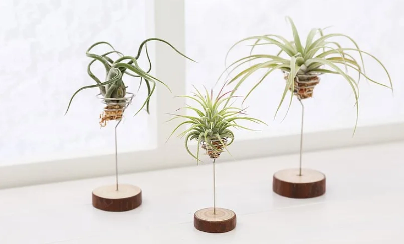 空氣草 種植方法