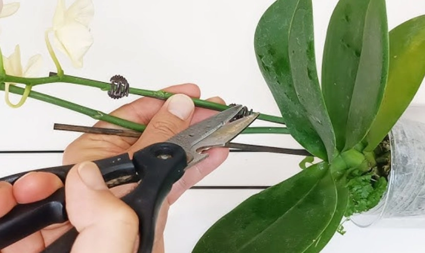 蝴蝶蘭高芽繁殖 蝴蝶蘭高芽繁殖