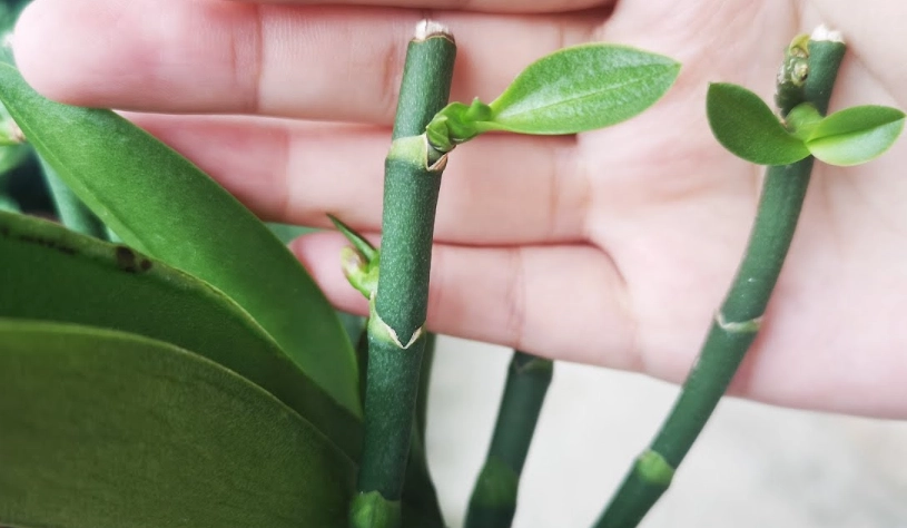 蝴蝶蘭花梗催芽