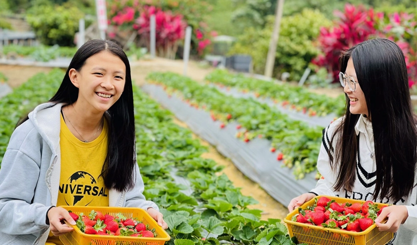 公主草莓園 交通 公主草莓園 交通
