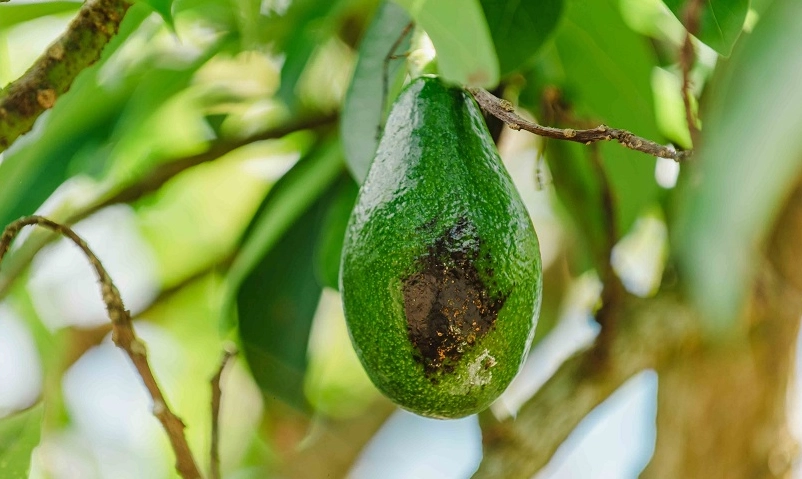 酪梨炭疽病防治