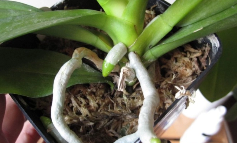 蝴蝶蘭花梗催芽 蝴蝶蘭花梗催芽