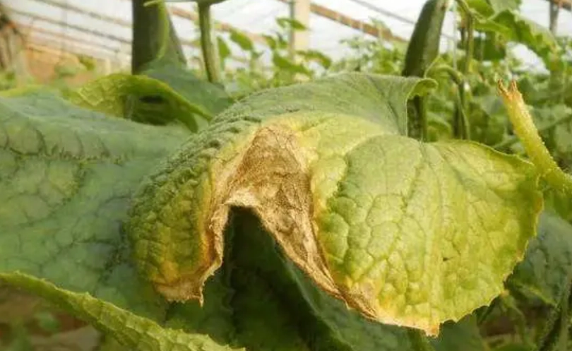 蔬菜變黃處理方法