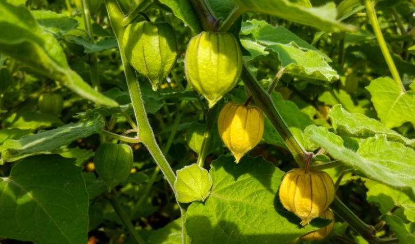 燈籠果繁殖方法