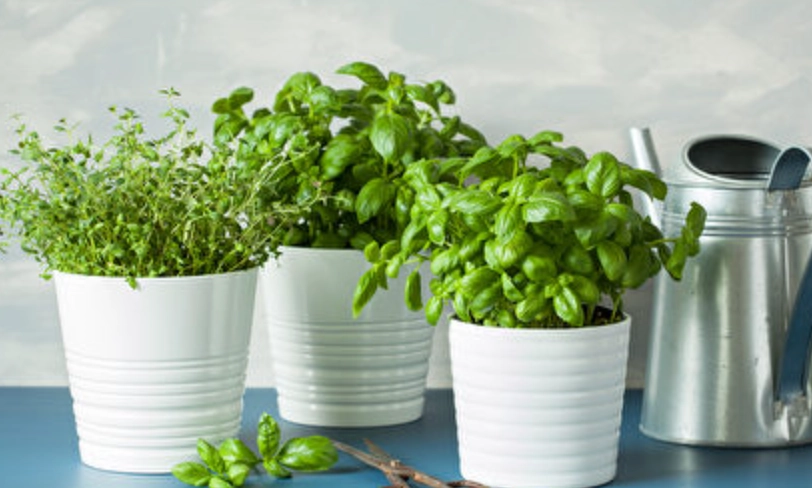 室內香草盆栽