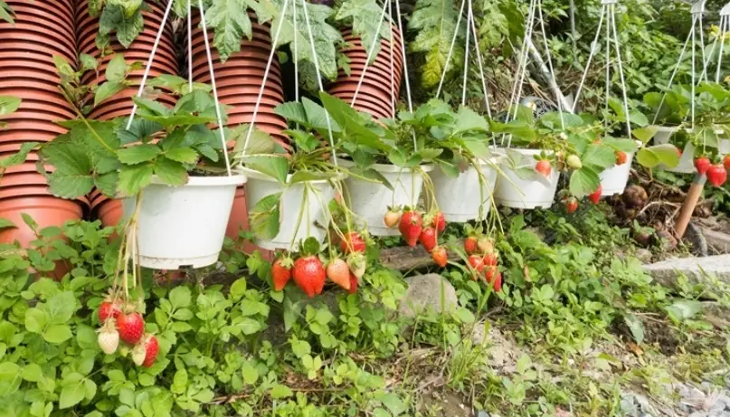 公主草莓園 交通 公主草莓園 交通