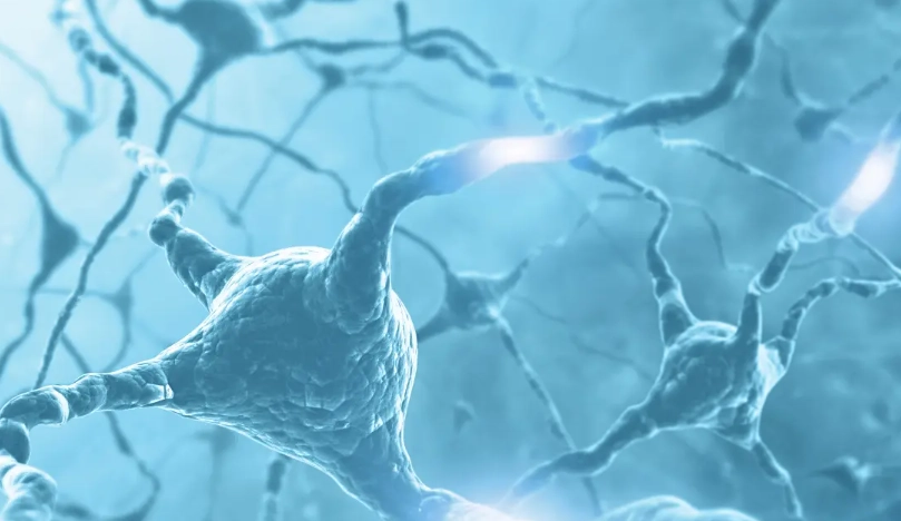 海馬迴訓練方法