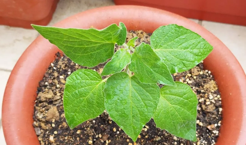 燈籠果繁殖方法