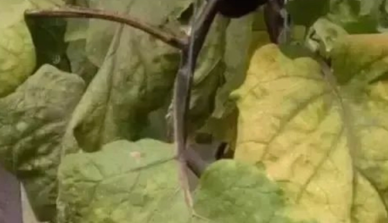 蔬菜變黃處理方法