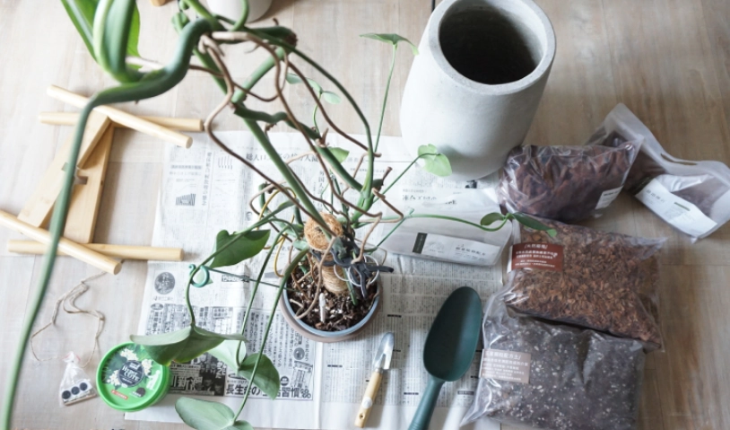 龜背芋 介質 配土