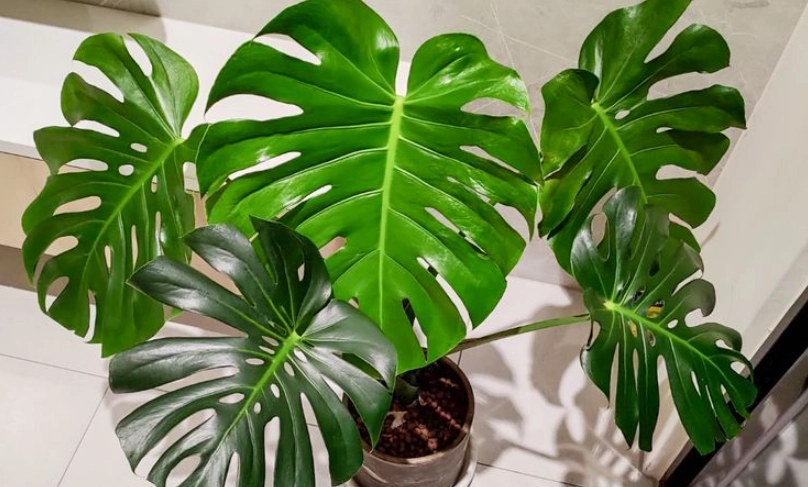 植物吹冷氣方法 植物吹冷氣方法