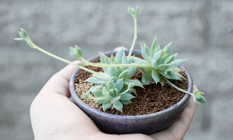 多肉植物照顧