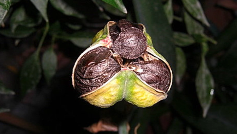 孤挺花果实栽培