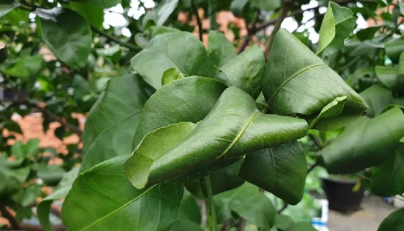 葉子向下捲怎麼辦？常見原因與精準解決對策