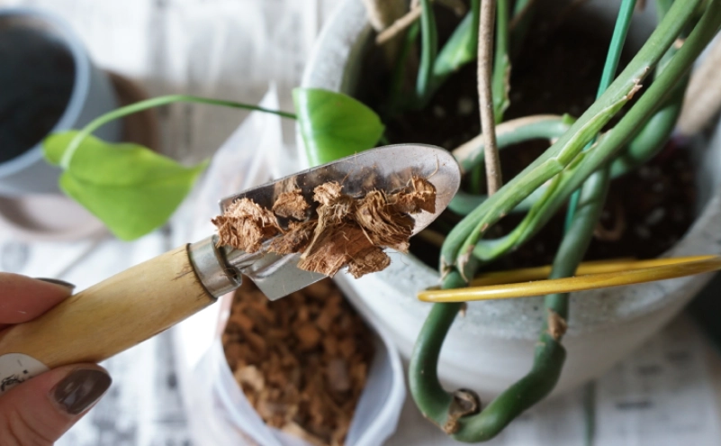 龜背芋 土 推薦