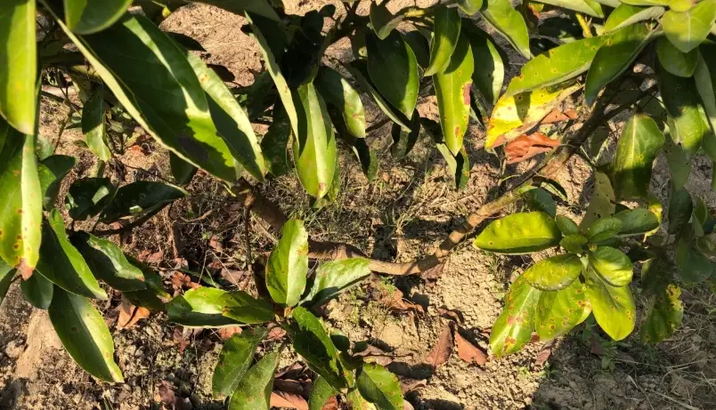 酪梨病害防治 酪梨病害防治