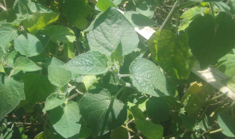 燈籠果種子播種