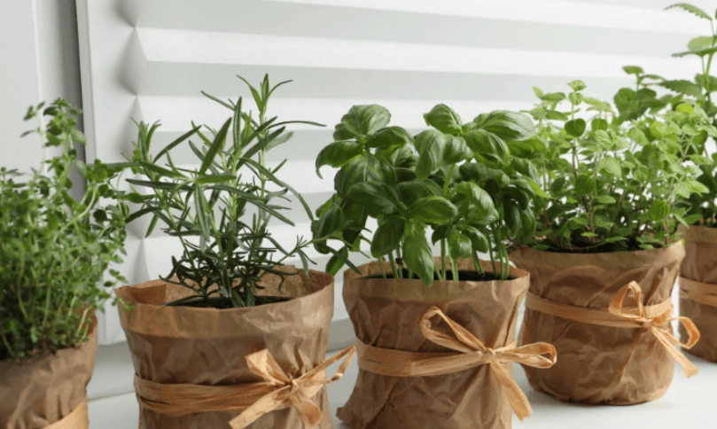 室內香草盆栽
