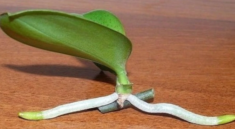 花梗繁殖方法 花梗繁殖方法