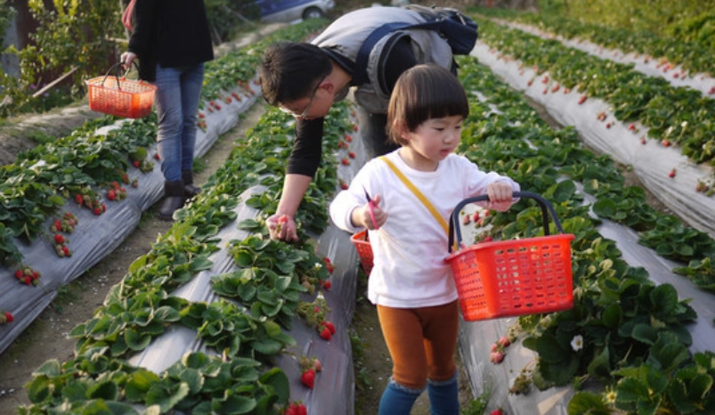 公主草莓園 採草莓 公主草莓園 採草莓