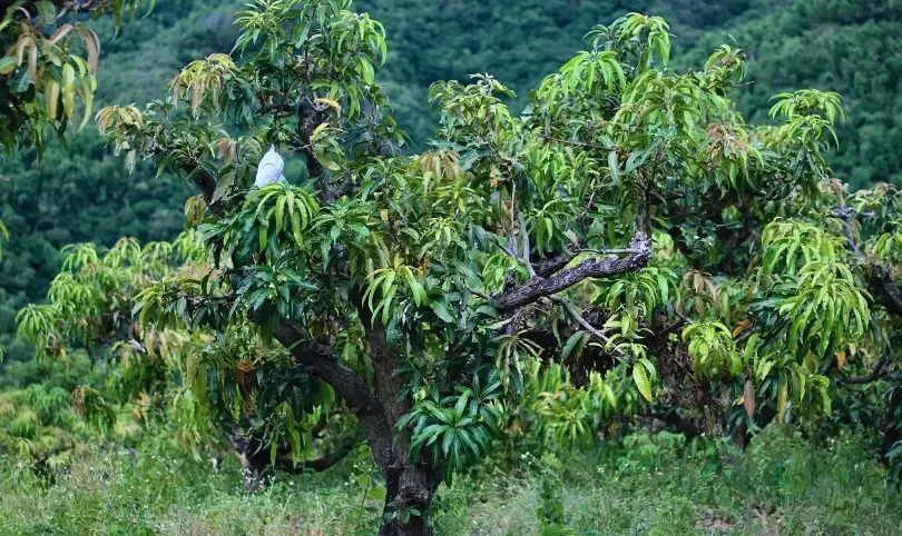矮化芒果樹好處