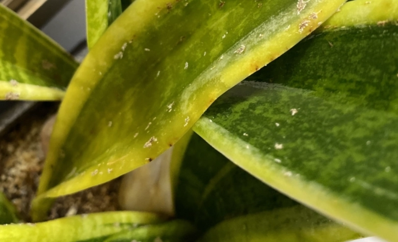 虎尾蘭爛根處理