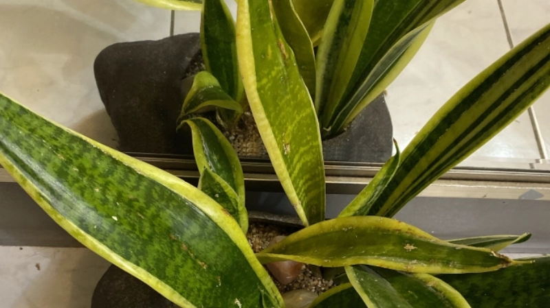 虎尾蘭葉子發黃