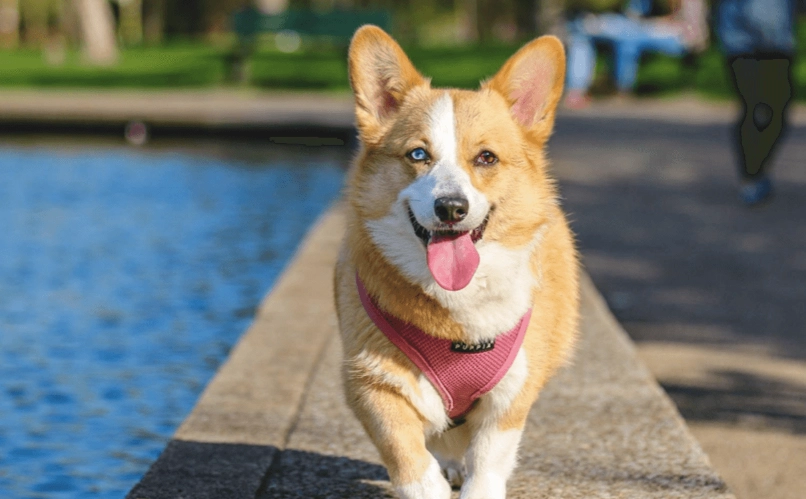 狗 可以 吃 乾百合 嗎